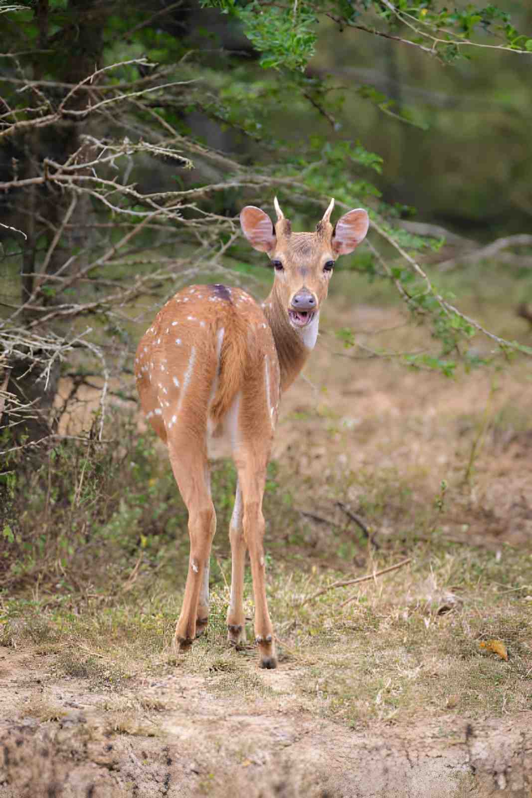 Yala / Udawalawe